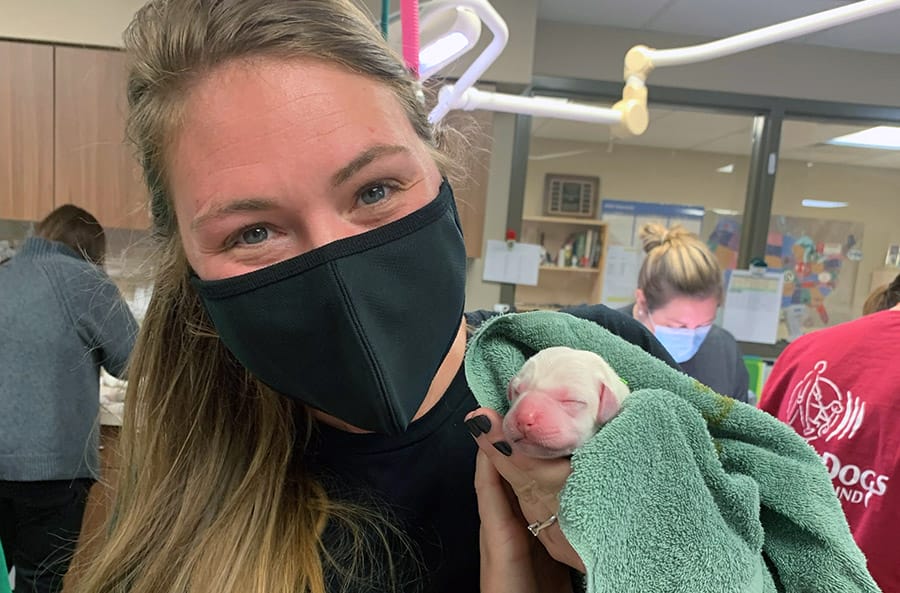 Ashley, a woman with long light brown/blonde hair, smiles at the camera from behind a black mask. She's holding a newborn yellow lab puppy in a green towel.