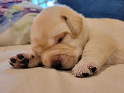 Closeup of a newborn yellow lab puppy stretching out while sleeping