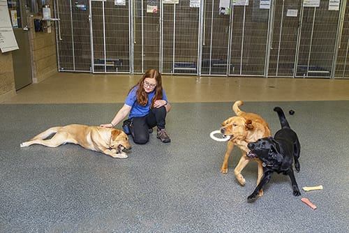 A woman kneels on a blue-gray hard floor while petting a yellow lab chewing on a dog toy. Another yellow lab and black lab play with each other nearby. In the back are large kennels.