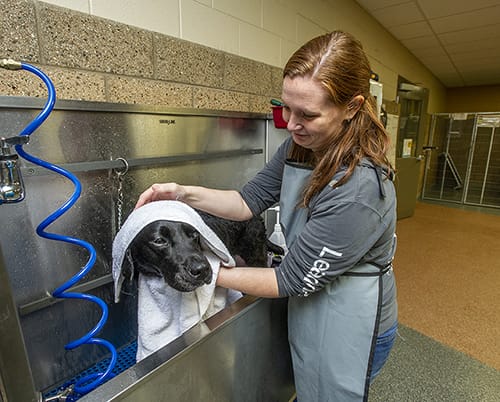 A woman with auburn hair in a ponytail and a gray Leader Dog shirt and light gray apron towels off a black lab that she's bathing. The dog in standing in a metal dog washing station.