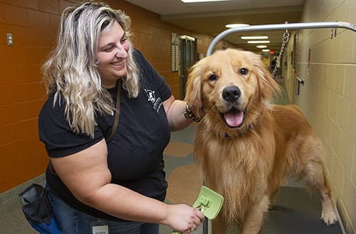 A smiling woman with blonde wavy hair using a green brush to groom a golden retriever standing on a platform next to her. The dog has its mouth open and looks at the camera as if smiling