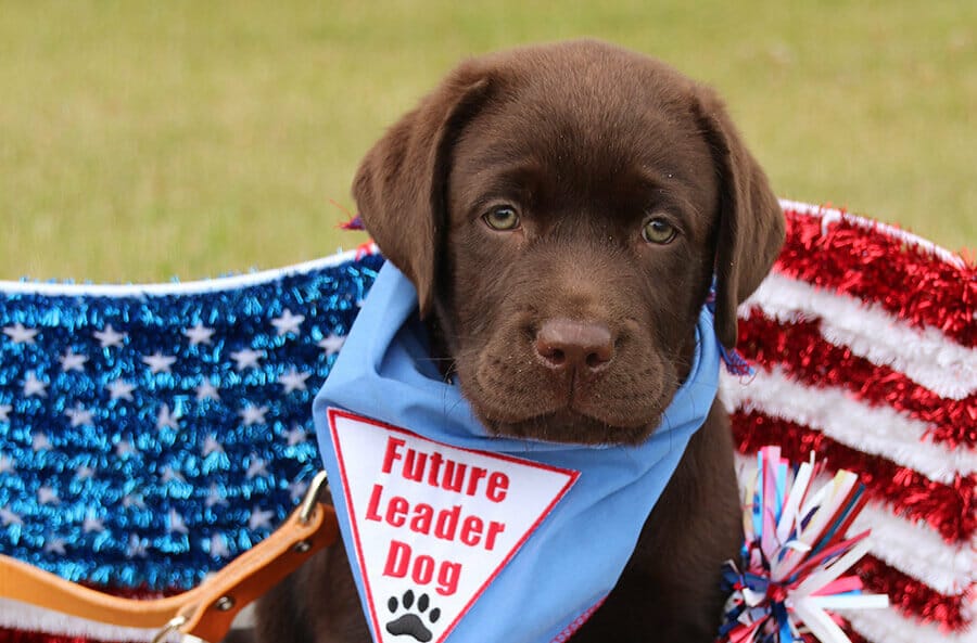 Chocolate lab puppy in Future Leader Dog bandanna with U.S. flag decoration behind