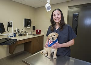 A woman with long brown hair and a big smile is in a room with a yellow Labrador retriever puppy. The woman is wearing a dark scrub shirt and holding the puppy, that is wearing a blue Future Leader Dog bandana, on the top of a stainless steel table. In the background is a computer, a counter with a sink and a container of dog treats. Above the woman’s head is a moveable overhead light.