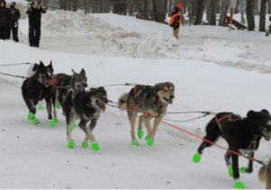 Five dogs wearing bright green shoes and mushing harnesses pulling a dog sled (the sled is not in the photo). They are running on snow and the background is piles of snow and tree trunks. The dogs vary in color from tan/medium brown to all black.
