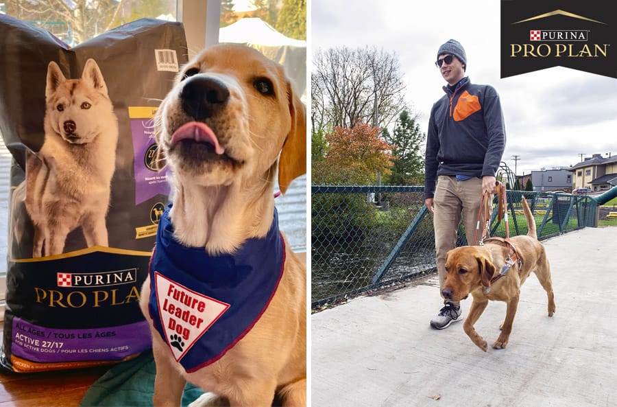 Yellow lab puppy on left with bag of Purina ProPlan Sport bag of dog food. Right side shows a man smiling and walking with a Leader Dog in harness across a cement bridge. ProPlan logo in corner