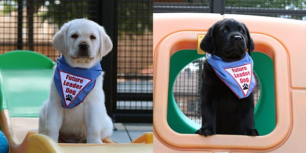 A yellow lab puppy and a black lab puppy in separate, side-by-side photos. They each wear a blue Future Leader Dog bandanna