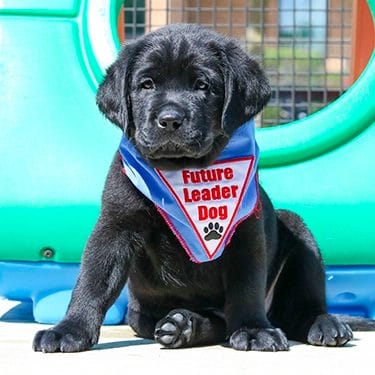 Young black Labrador in a sideways-leaning sit. He is wearing a blue Future Leader Dog bandanna