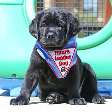 Young black Labrador in a sideways-leaning sit. He is wearing a blue Future Leader Dog bandanna