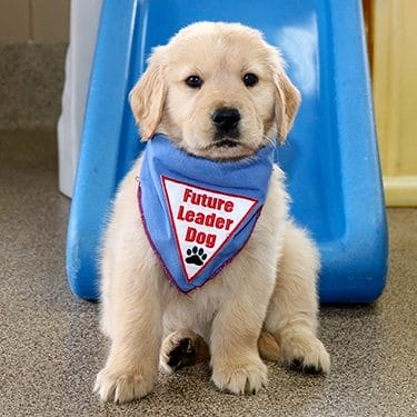 Young golden retriever in a sideways-leaning sit looking at the camera and wearing a blue Future Leader Dog bandanna. Behind her is a blue plastic play slide.