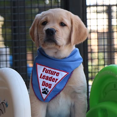 Young yellow lab/golden cross puppy looking off to the side and wearing a blue Future Leader Dog bandanna