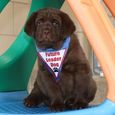 Young chocolate lab puppy leaning while in a sit. He is looking straight at the camera