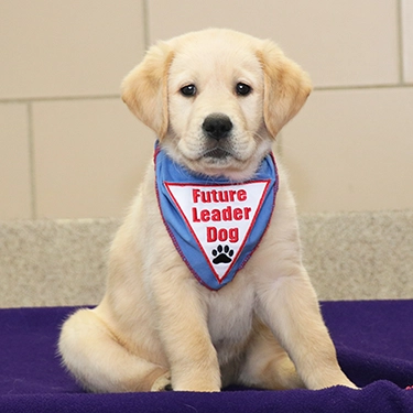 Young yellow lab/golden retriever sitting and facing the camera with blue Future Leader Dog bandanna