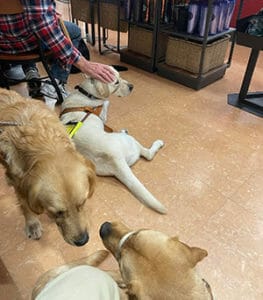 Two yellow labs and a golden retriever in harness stand or lie down on a tile floor next to a display of travel mugs