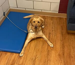 A yellow lab lies on a wood floor with a tether connected to her leash from the nearby wall