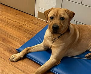 A reddish yellow lab lies on a blue mat on top of a wood floor. The dog is looking straight at the camera