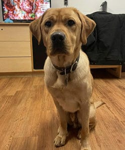 Tucker sits on a wood floor in front of a TV staring at the camera