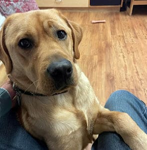 Tucker sits on the floor with one of his paws on Joey's leg.