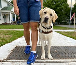 Yellow lab in Leader Dog harness stopped at curb with its head tilted and looking forward. Next to it is a person in jean shorts and tennis shoes.