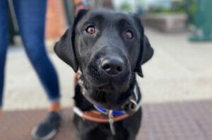 Black lab in Leader Dog harness facing toward the camera on a sidewalk. A person's leg can be seen in the background next to the dog. The background is blurred and the dog in focus