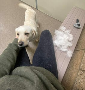 Olivia's torso and legs are visible, covered in yellow dog hair, and a yellow lab is wagging its tail near her legs. She is seated and the camera is looking down.