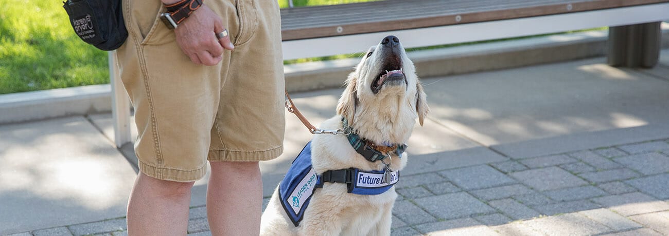 Golden retriever in blue Future Leader Dog vest looking up toward a person standing next to it. They are outside on sidewalk