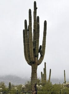 Saguaro cactus with mist in the background