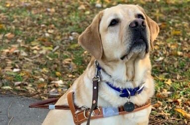 Yellow lab in harness looking up while sitting on sidewalk