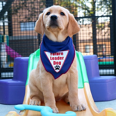 Yellow lab/golden puppy in blue Future Leader Dog bandanna sitting and looking up slightly