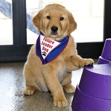 Golden retriever puppy in blue Future Leader Dog bandanna sitting with one paw raised on a purple platform next to her