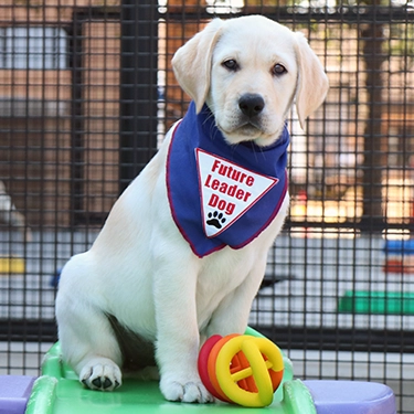 Light yellow lab sitting and looking at the camera wearing a blue Future Leader Dog bandanna