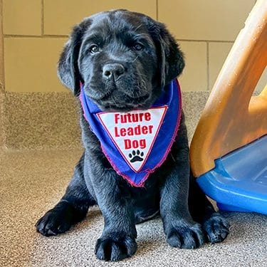 Black lab puppy with blue Future Leader Dog bandanna sitting and looking at the camera