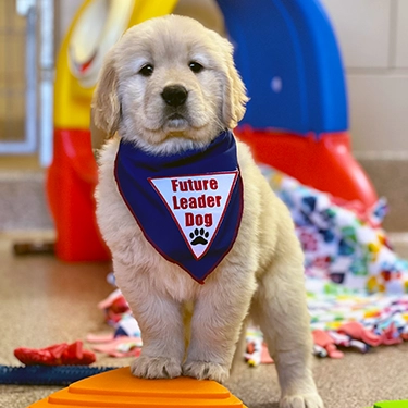 Golden retriever puppy in blue Future Leader Dog bandanna standing with its front paws on an orange toy and looking into the camera