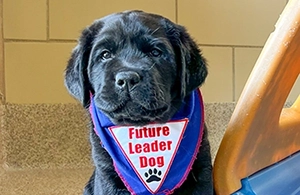 Black lab puppy wearing blue Future Leader Dog bandanna looking toward the camera