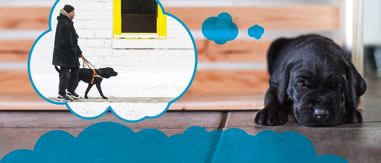 Black lab puppy lying on floor and sleeping with a cloud graphic near its head. In the cloud is a black lab in Leader Dog harness walking with a person in a dark winter coat down a sidewalk