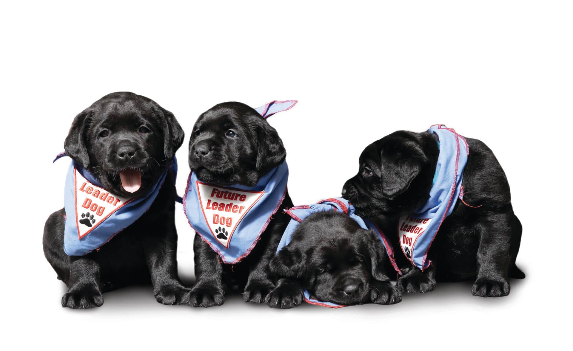 4 puppies-OWE 4 puppies-OWE