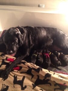 A black Labrador retriever lays in a whelping box over blankets. Along her belly, eating are five black puppies each with a designated color ribbon around their necks.