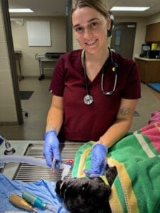 A young woman is standing over a surgical table where a black Labrador s seen recovering from a procedure in the veterinary clinic. The woman is wearing veterinary scrubs, a stethoscope around her neck and blue disposable gloves as he holds a tube to the dogs mouth.