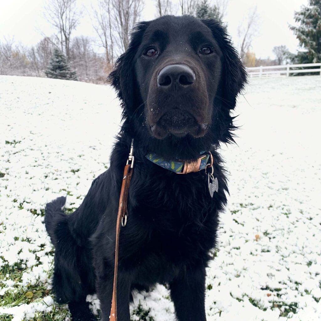 Black Labrador/golden retriever cross sitting outside in the snow. His nose is covered in snow.