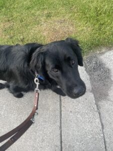 A black Labrador/golden retriever with a long hair coat is on a walk outdoors. He looks up at the camera as he walks on a leash.