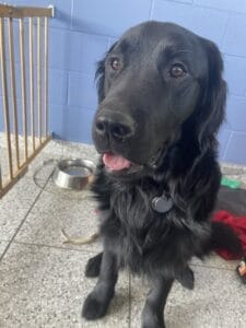 A black Labrador/golden retriever dog with a long black coat sits on a tiled floor in a gated desk area. His tongue peaks out the front of his mouth as he looks just off camera.