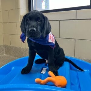 A black Lab/golden retriever cross puppy sitting on a blue play structure in an indoor play area. The puppy is looking toward the camera and is wearing a blue Future Leader Dog bandana.