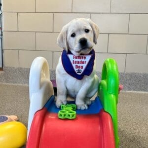 A yellow Lab puppy sitting on top of a small, red plastic slide in an indoor play setting. The puppy is looking toward the camera, its head slightly tilted and is wearing a blue Future Leader Dog bandana.