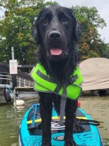 Um laboratório preto e uma cruz do Golden Retriever usando um colete salva -vidas e de pé em um paddleboard em um lago. O cachorro está molhado e olha para a câmera alegremente. 