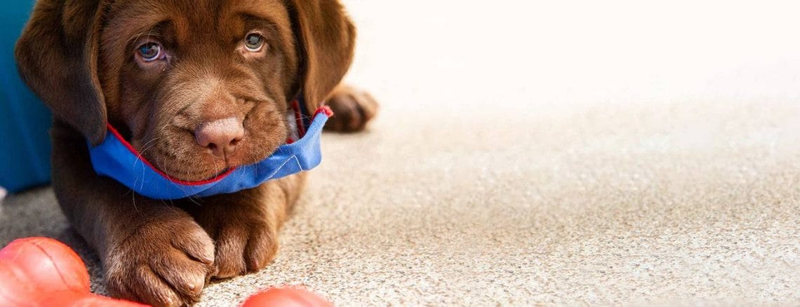 Close-up photo of a chocolate Labrador puppy is lying on a tan floor, looking straight into the camera. He is wearing a blue bandanna, which he is chewing a little bit